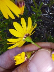 Crassothonna floribunda