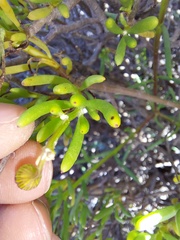 Crassothonna floribunda