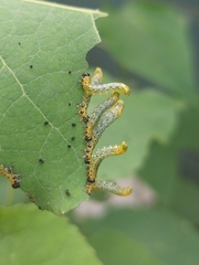 Pristiphora conjugata