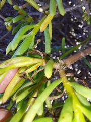 Crassothonna floribunda