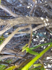 Crassothonna floribunda