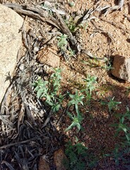 Zaluzianskya divaricata