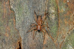 Clubiona robusta