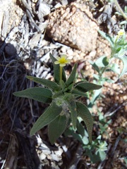 Zaluzianskya divaricata