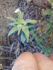 Zaluzianskya divaricata