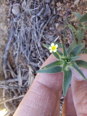 Zaluzianskya divaricata