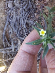 Zaluzianskya divaricata