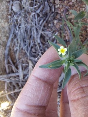 Zaluzianskya divaricata
