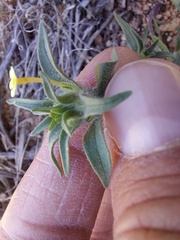 Zaluzianskya divaricata