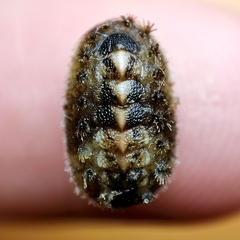 Acanthochitona dissimilis