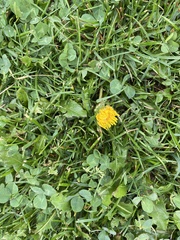 Taraxacum