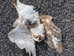 Tyto alba delicatula