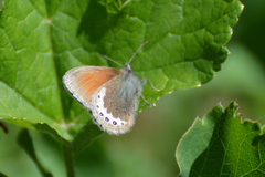 Coenonympha gardetta