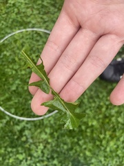Taraxacum officinale