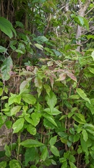 Vitex quinata