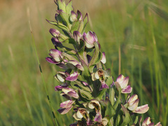 Brachycorythis ovata ovata