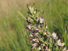 Brachycorythis ovata ovata