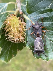 Pentatoma rufipes