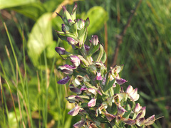 Brachycorythis ovata ovata