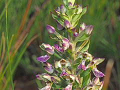 Brachycorythis ovata ovata