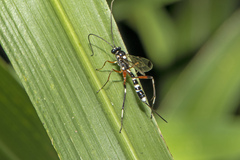 Leptobatopsis indica