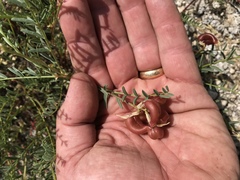 Astragalus bolanderi