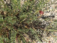 Astragalus bolanderi