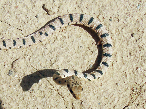 Spotted Desert Racer