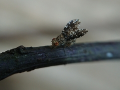 Homoneura trypetoptera