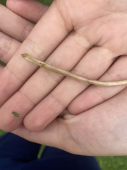 Taraxacum officinale