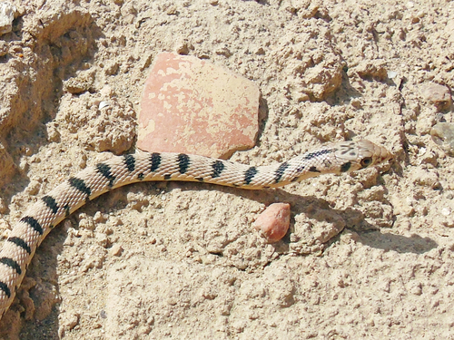 Spotted Desert Racer