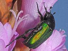 Leucocelis haemorrhoidalis