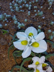 Moraea falcifolia