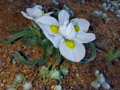 Moraea falcifolia