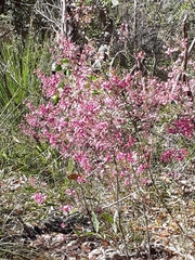 Boronia ledifolia