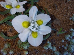 Moraea falcifolia