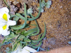 Moraea falcifolia