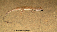 Acanthodactylus schmidti