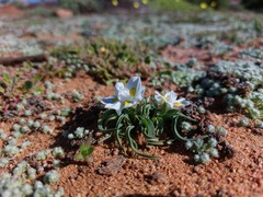 Moraea falcifolia