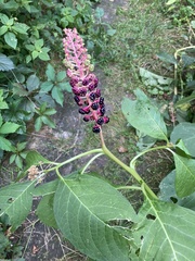 Phytolacca acinosa