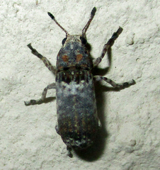 Cylindroides albocinctus