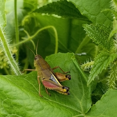 Peripolus