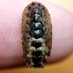 Acanthochitona dissimilis