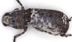 Cylindroides albocinctus