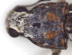 Cylindroides albocinctus