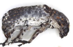 Cylindroides albocinctus