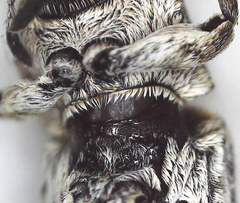 Cylindroides albocinctus