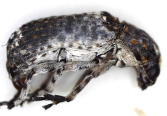 Cylindroides albocinctus
