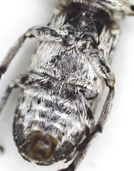Cylindroides albocinctus