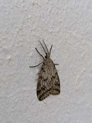 Diota rostrata
